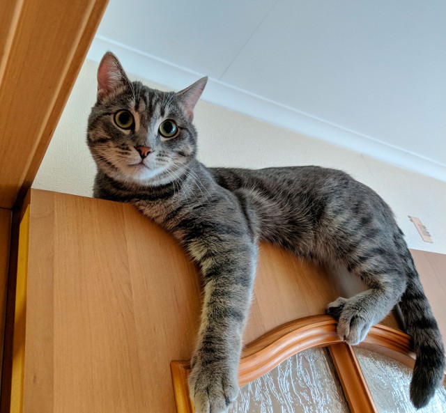 Котовторник 29.5.18