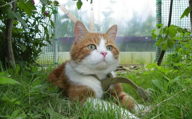 Немного милоты