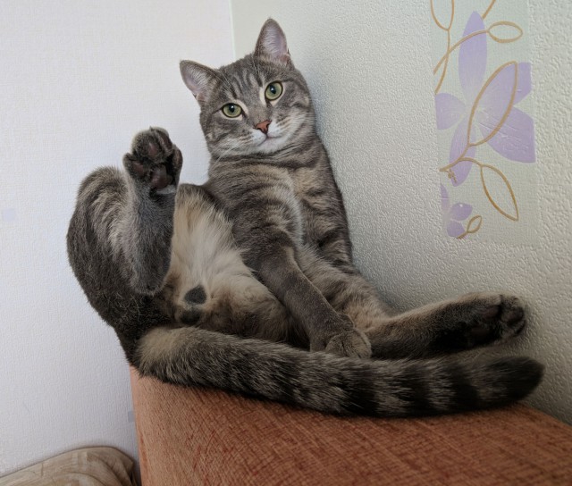 Котовторник  31.07.2018