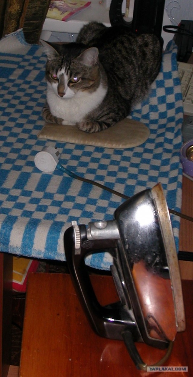 Котовторник, для любителей кошек