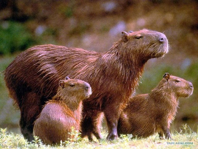 Топ 10 самых трудолюбивых животных