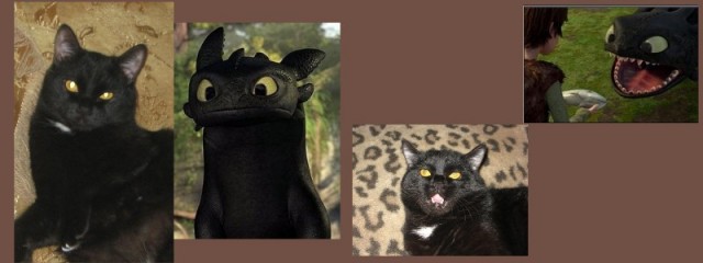 Десантный котовторник