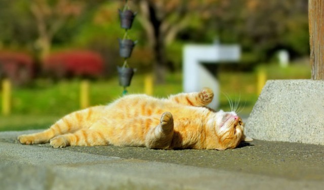 Сонный Котовторник