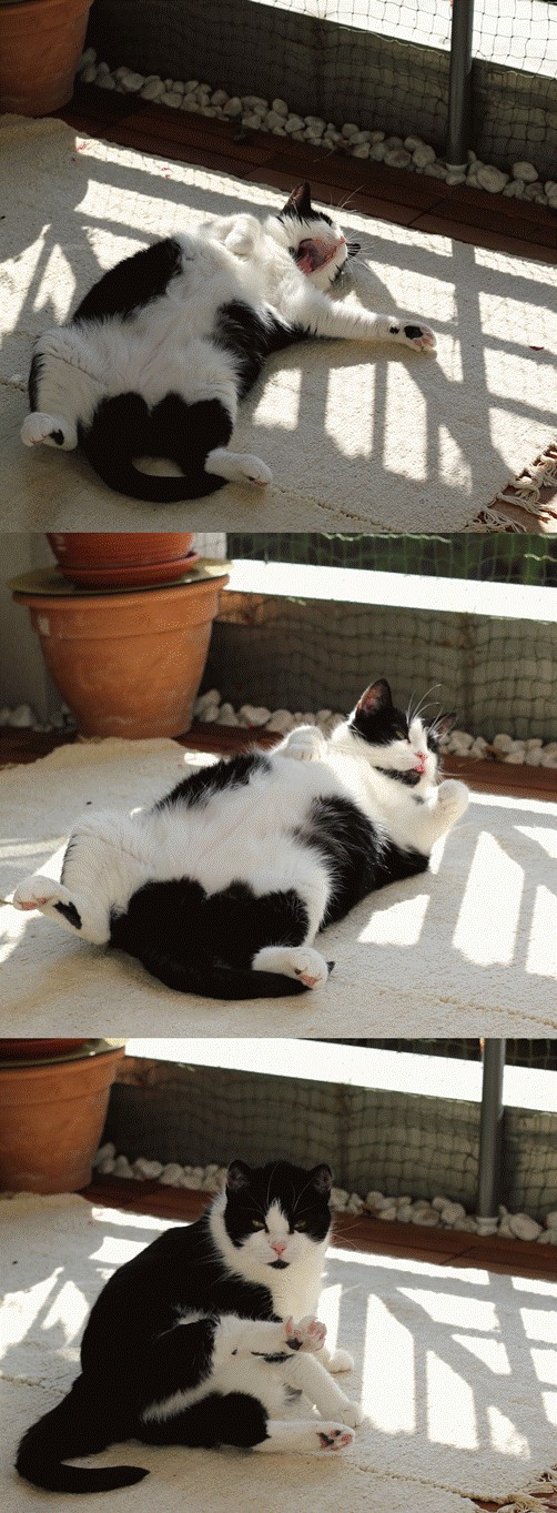 Котовторник 06.09.11