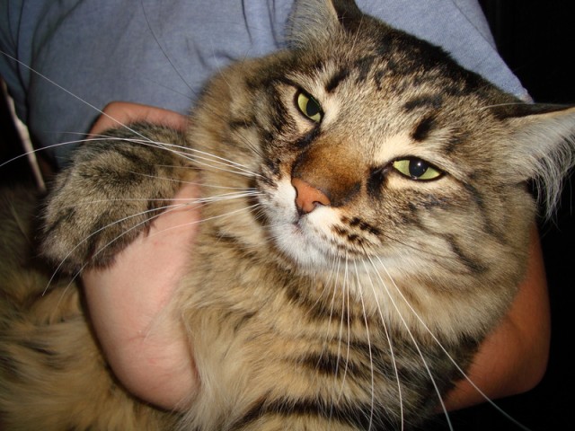 Котовторник 22.11.11