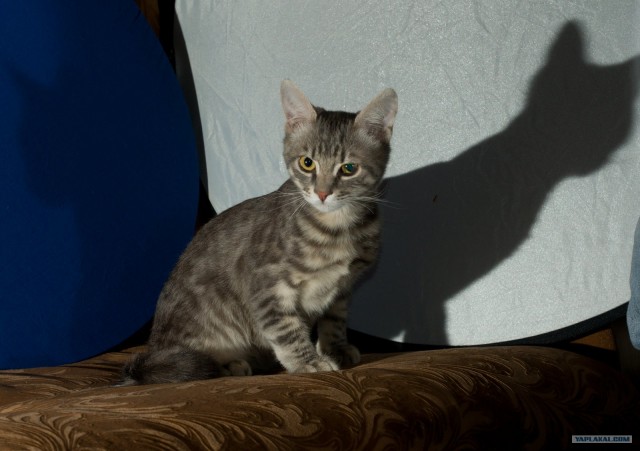 Котовторник (14.02.2012)