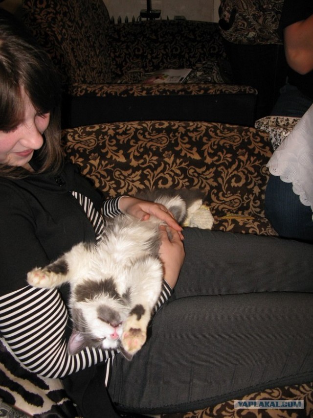Котовторник! 13.03.2012