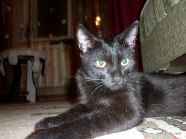 Котовторник 1 мая 2012