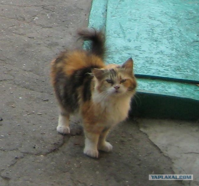Котовторник 22.05.2012