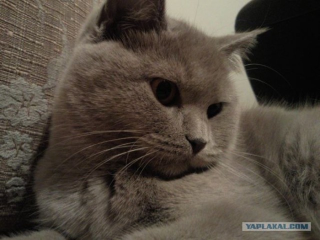 Котовторник   5.06.2012