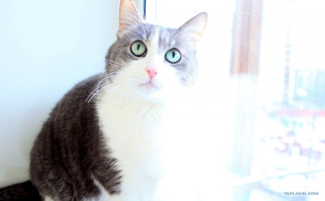 Котовторник 24.07.2012