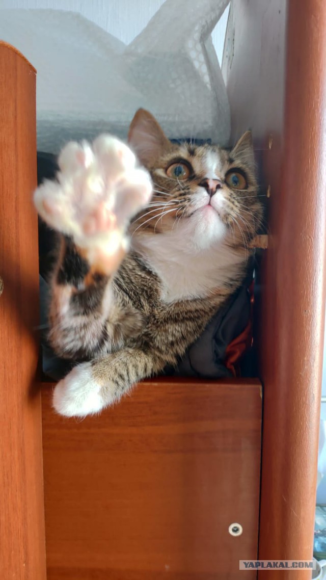 С Днём кошки!