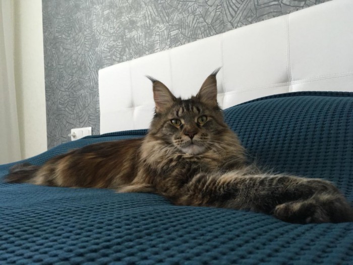 Дикий котовторник 21.05.19