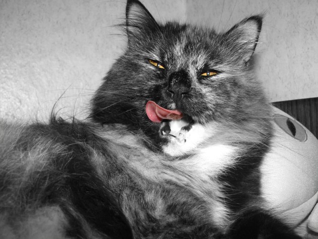 Котовторник однако