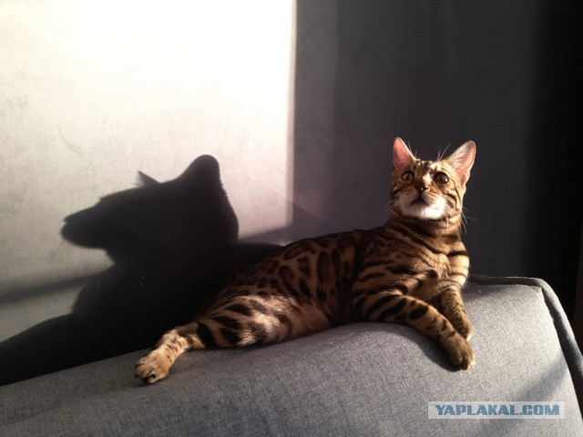 Котовторник 23.07.2019.