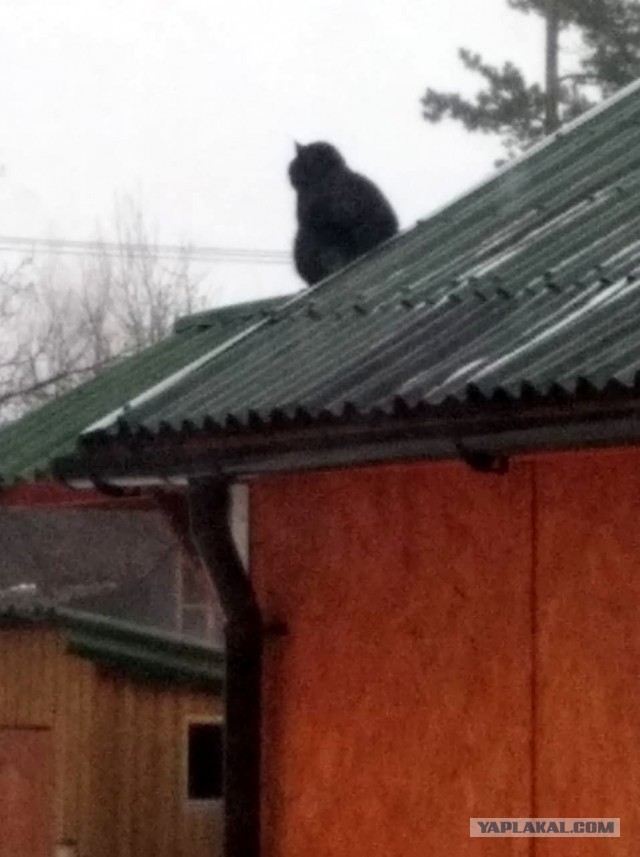 Давайте по котикам, которые с нами на самоизоляции