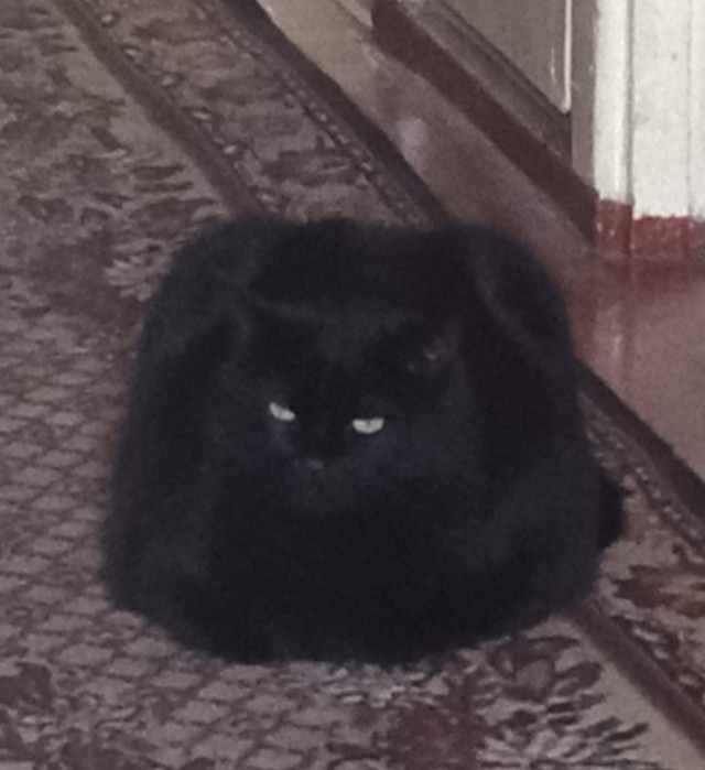 Black cats matter