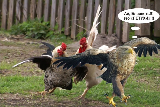 Суровый орел