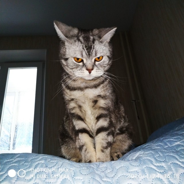 Картинки на котовторник 1.09.20