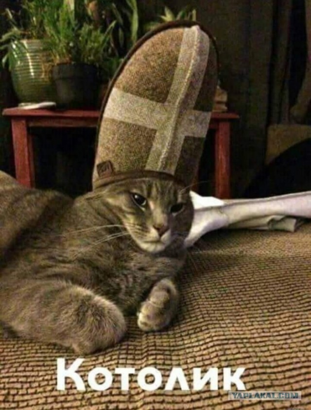 "Удоли!" Дурацкие фото котеек, которые они просили не показывать