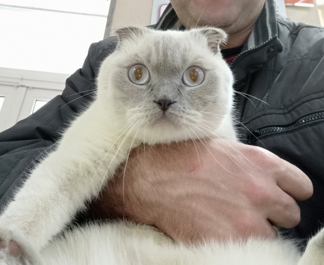 Коты в кабинете у ветеринара