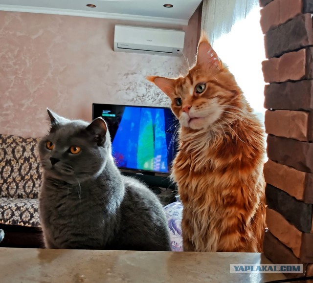 Котовторник 17.11.20