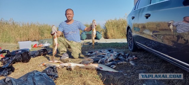 Лето, речка, караси