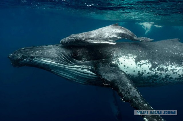 Любопытный детеныш серого кита приблизился к лодке