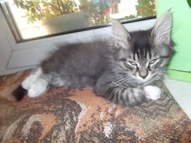 Хоба! Котовторник!