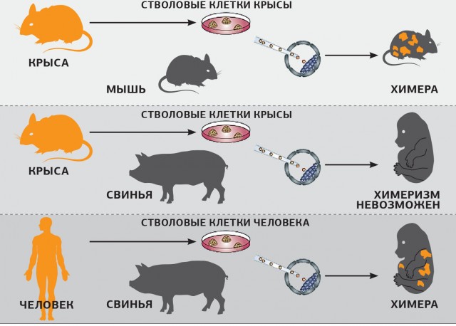 Пандемия. Коронавирус. Россия и мир. Последняя информация. Часть 24