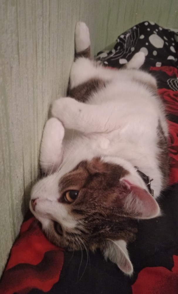 Котовторник 28.09.21