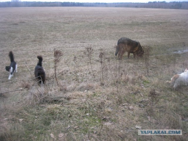 Жизнь домашнего приюта для котеек 384