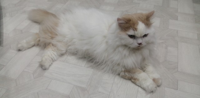 Рыжий кот