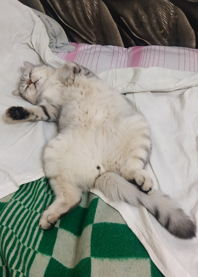 Котовторник ведь начался!