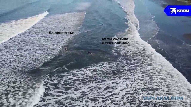 Вот это тяга к жизни! Эпичное видео сняли сотрудники Кроноцкого заповедника. Чтобы не стать обедом, лось укрылся в Тихом океане