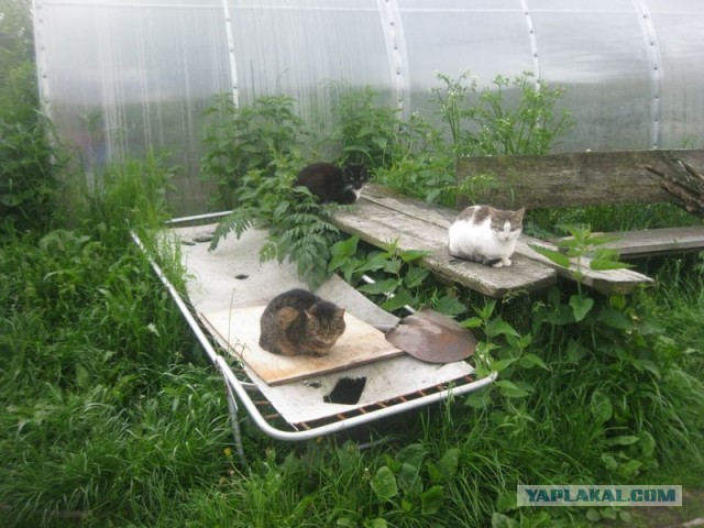 Жизнь домашнего приюта для котеек 397