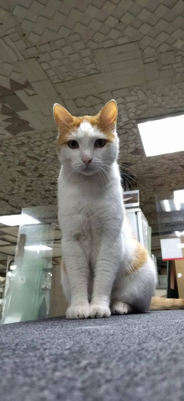 Самое бессердечное ограбление произошло в Кудрово под Петербургом: Неизвестный нагло украл из магазина кота