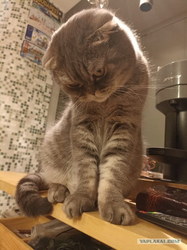 Наш кот и сад