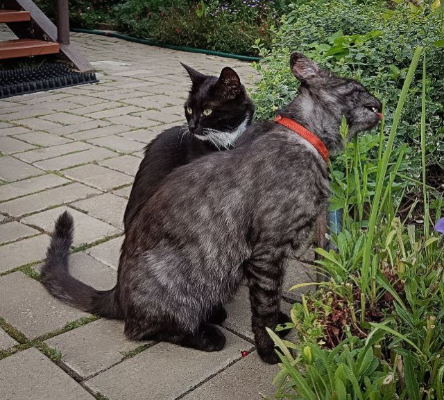 Начинаем котофторник?