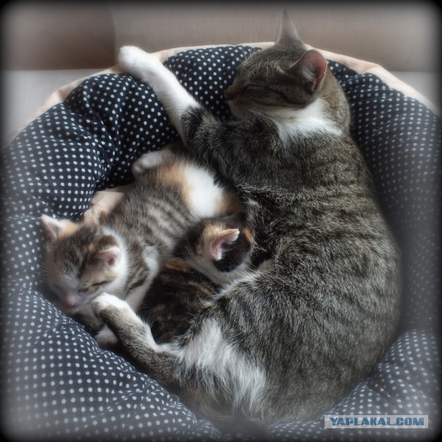 Котовторник 16.04.2013