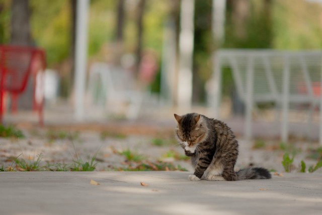 Котовторник Рыжих