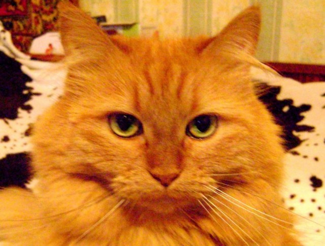 Огненные, жаркие, шальные. Говорят, что рыжие не злые