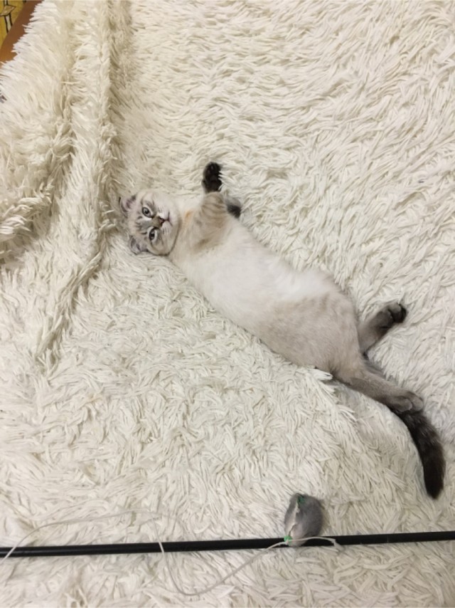 Год назад мы стали рабами (котовторник)