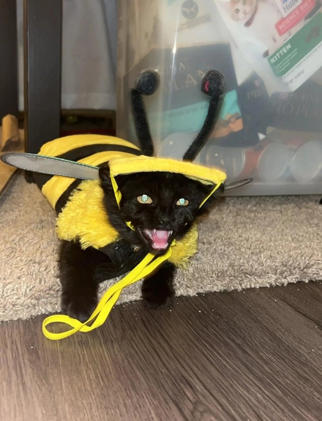 Котокартинки