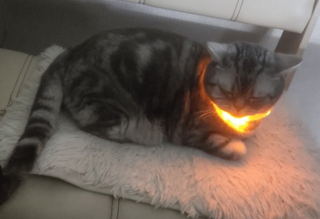 Толстые коты