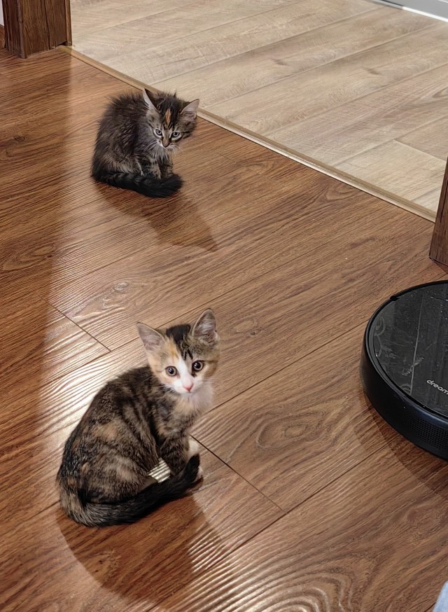 Котята в добрые руки