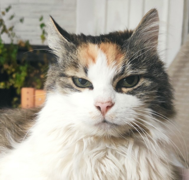 Котовторник же!