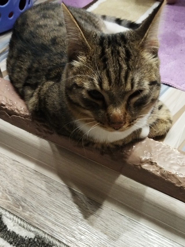 Котовторник 05/11/2024