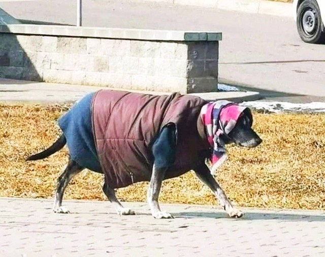 Хотели настоящую Белоснежку?
