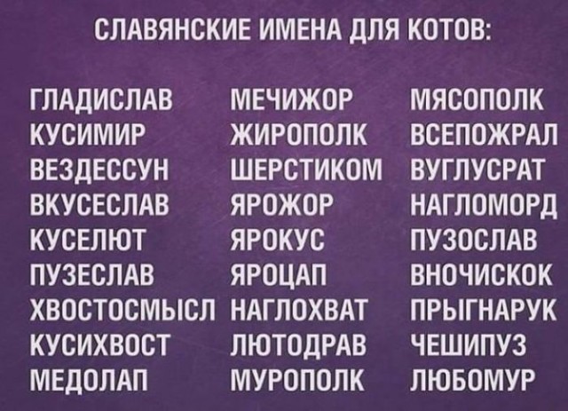Жизнь домашнего приюта для котеек 542